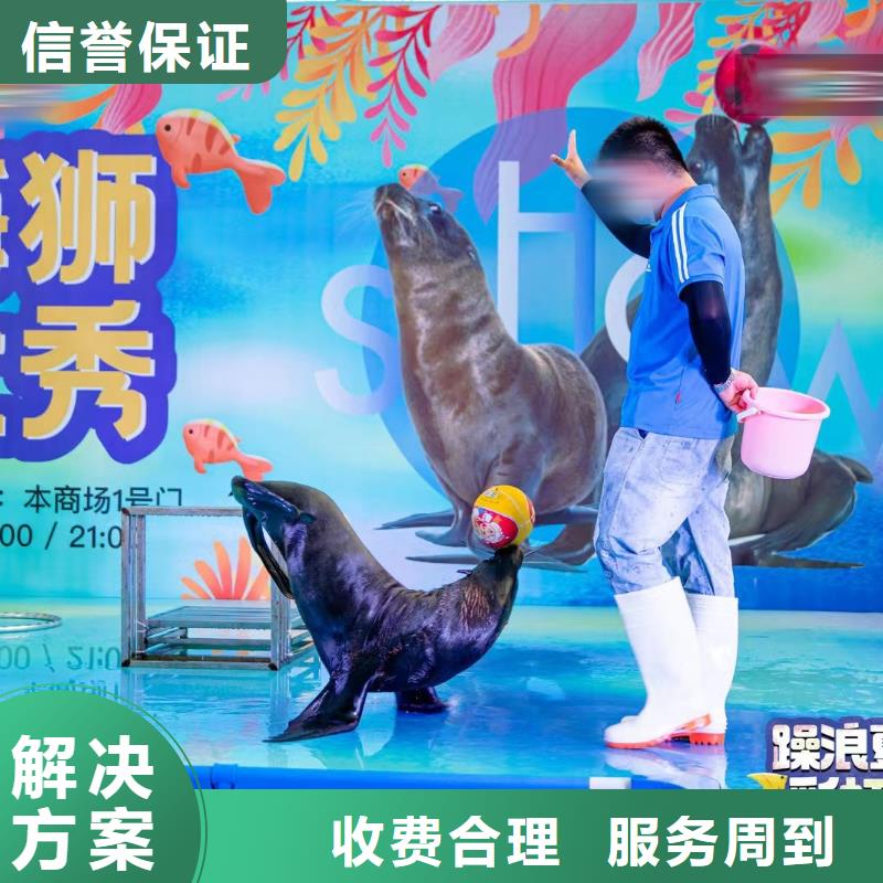 海洋主題動物表演,出租表演海獅價格美麗