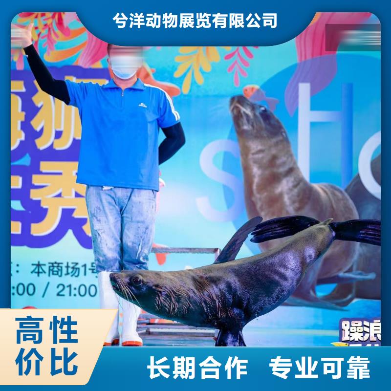 海洋主題動物表演海獅表演出租快捷
