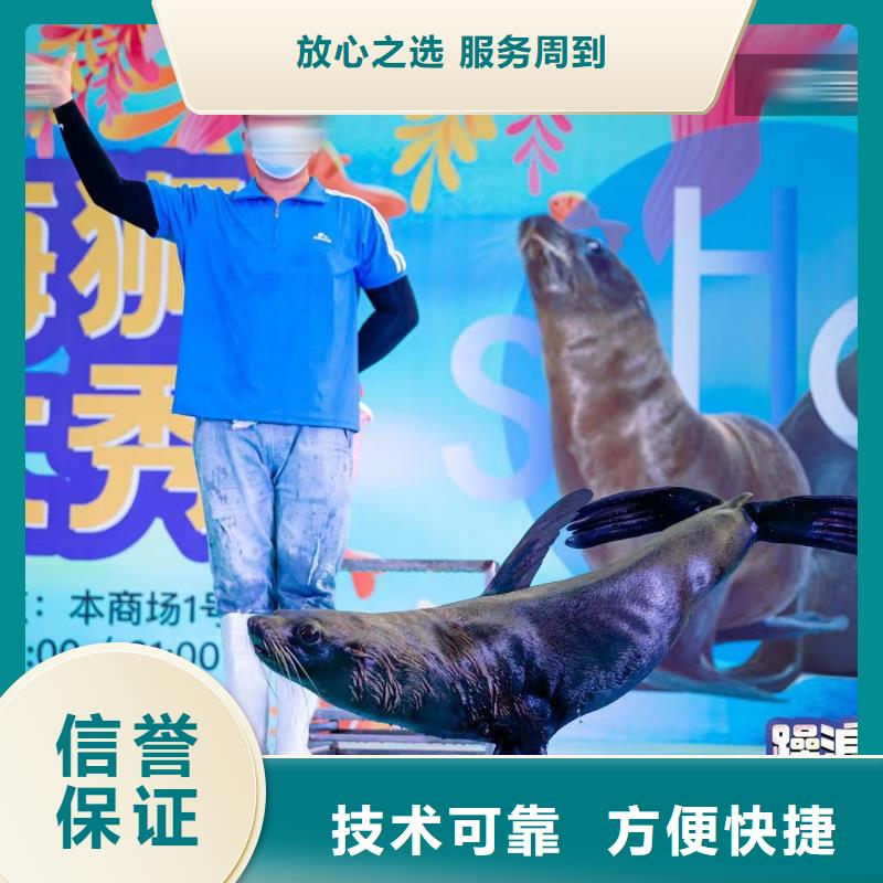 海洋主題動物表演羊駝出租實(shí)力團(tuán)隊(duì)
