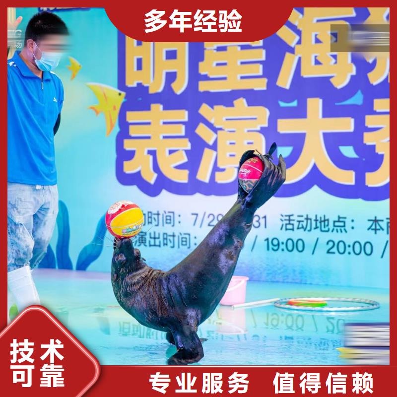 海洋主題動物表演,出租表演海獅價格美麗