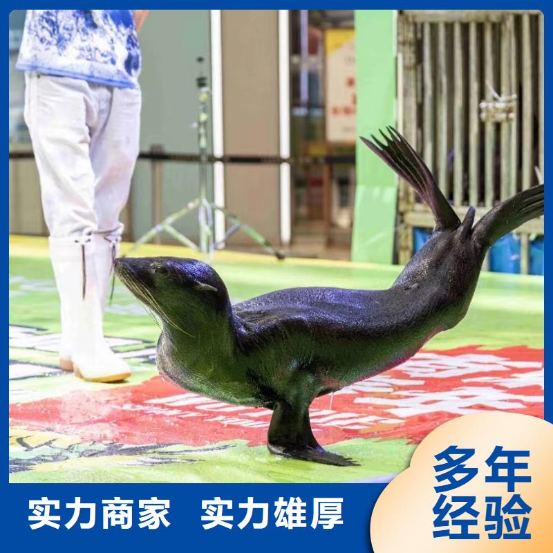 海洋主题动物表演海豚表演从业经验丰富