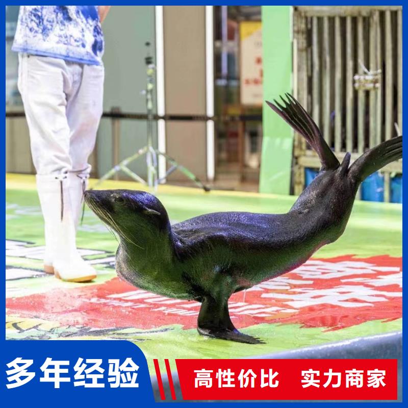 海洋主題動物表演吉祥百鳥展價格公道