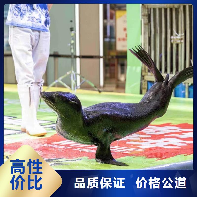 海洋主題動(dòng)物表演_小馬戲出租比同行便宜