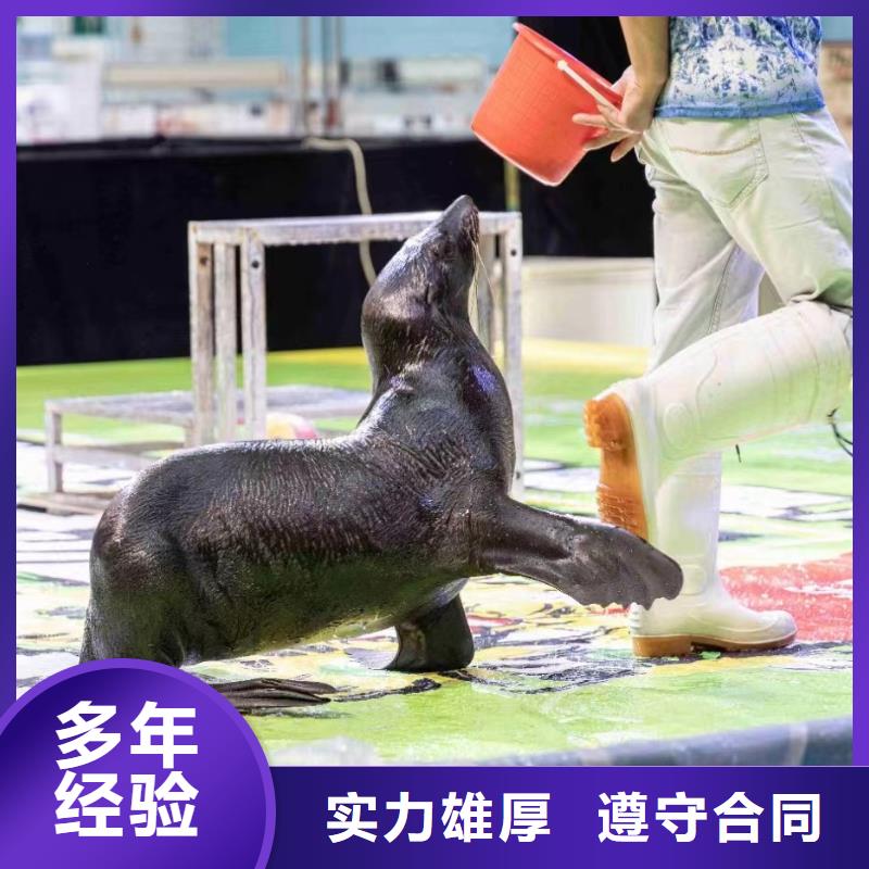 海洋主題動(dòng)物表演_環(huán)球飛車表演出租誠信經(jīng)營