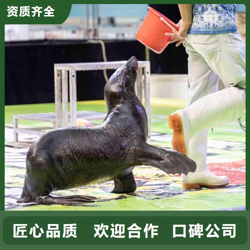 海洋主题动物表演羊驼出租放心之选