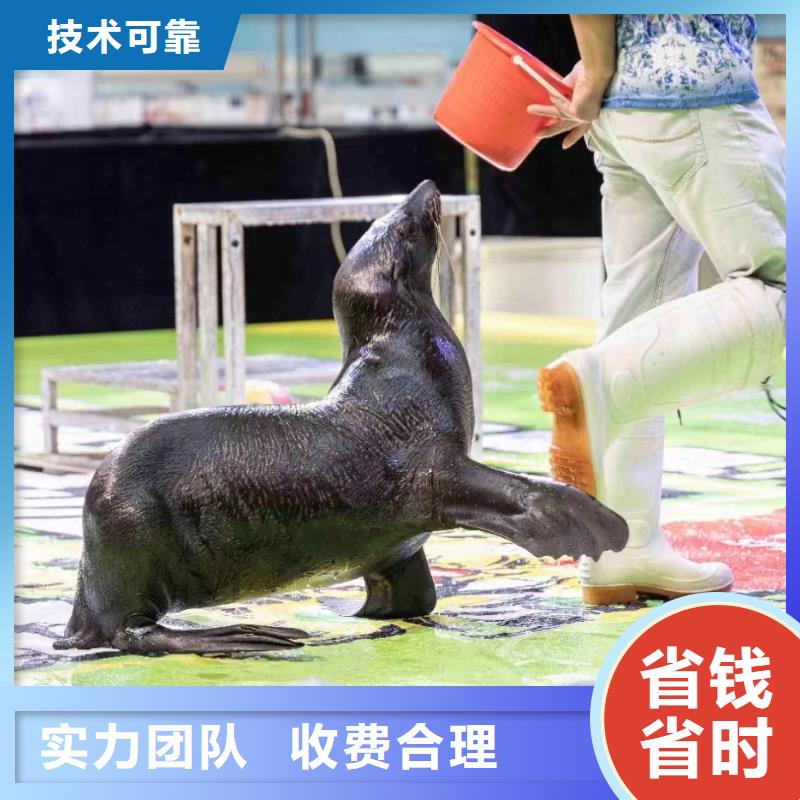 海洋主题动物表演海狮表演出租质量保证