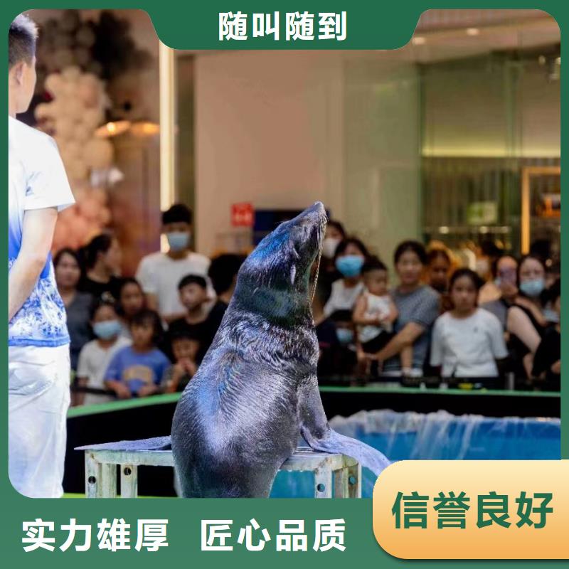【海洋主題動物表演羊駝表演技術(shù)比較好】