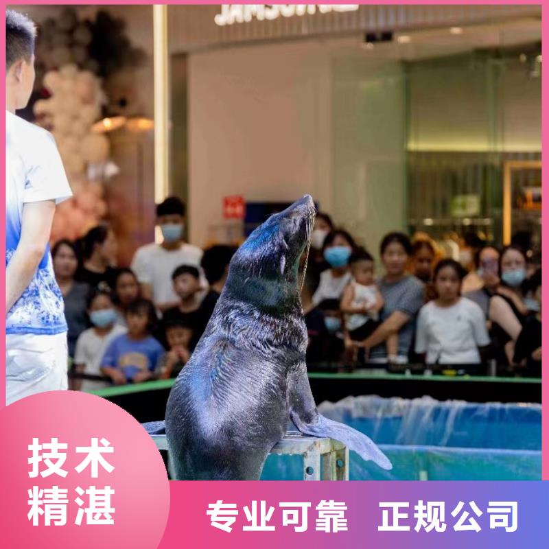 海洋主题动物表演 小香猪宠物出租长期合作