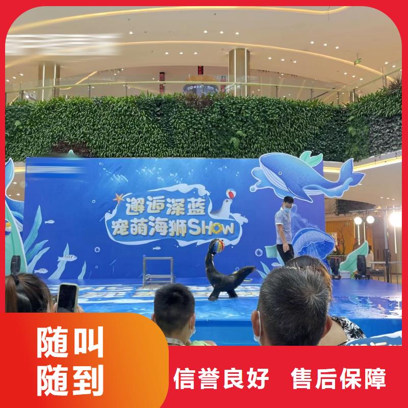 【海洋主題動物表演,【海獅表演出租】口碑公司】