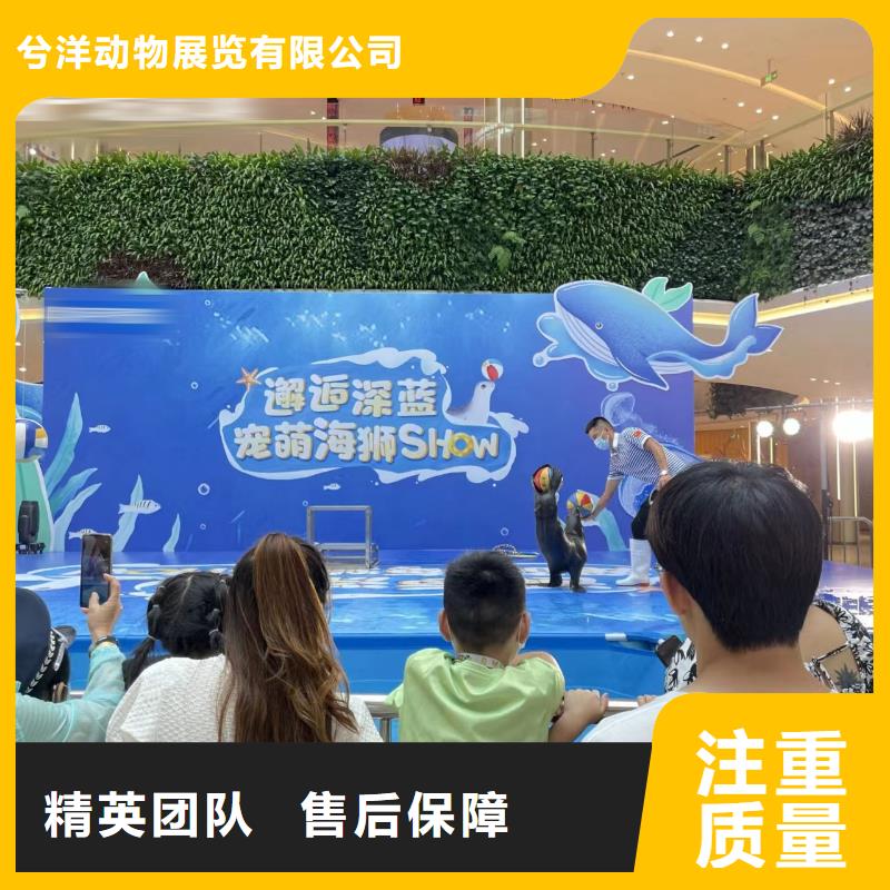 海洋主題動(dòng)物表演海獅表演租賃實(shí)力公司