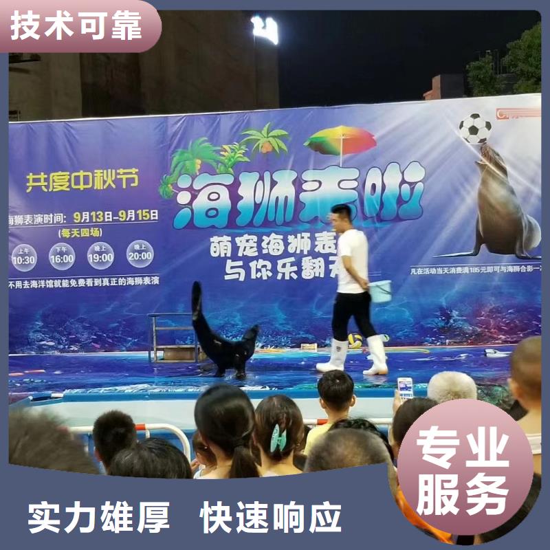 海洋主題動物表演-馬戲團表演品質保證