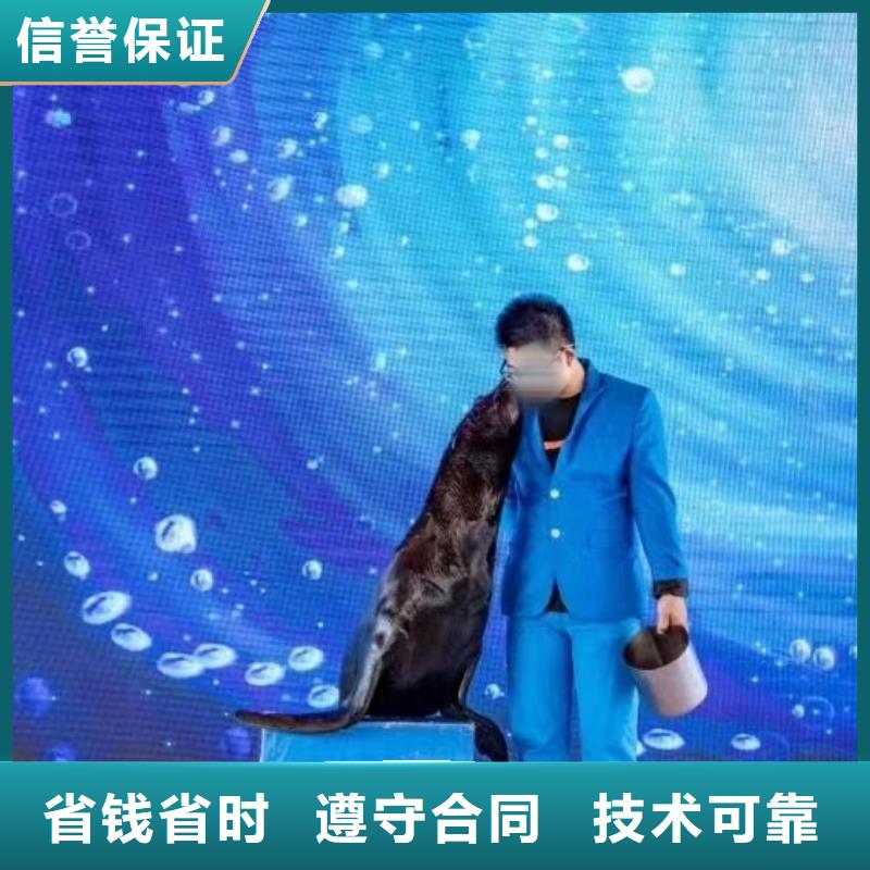 海洋主題動(dòng)物表演出租表演鸚鵡從業(yè)經(jīng)驗(yàn)豐富