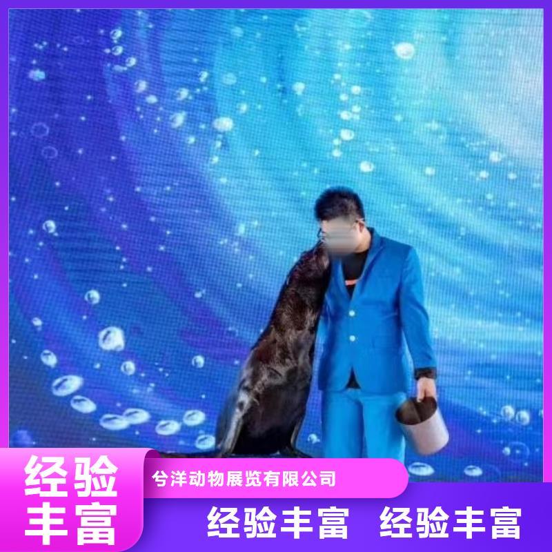 海洋主题动物表演-动物表演一站式服务
