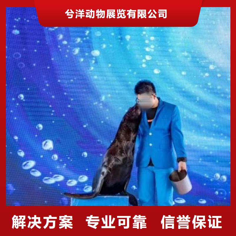 海洋主題動(dòng)物表演小馬戲出租誠信經(jīng)營