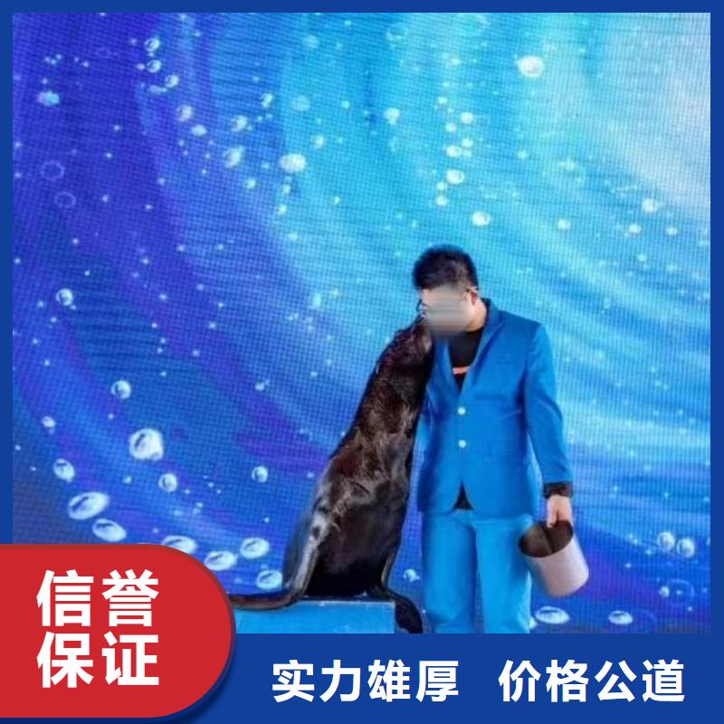 海洋主題動(dòng)物表演-羊駝出租拒絕虛高價(jià)