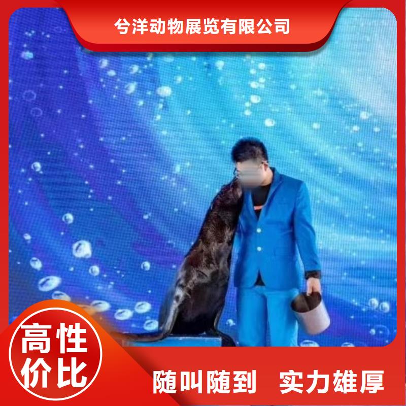 海洋主題動物表演羊駝出租放心之選