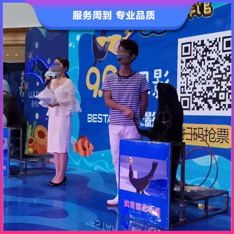 【海洋主題動物表演】【海獅租賃表演】品質(zhì)卓越