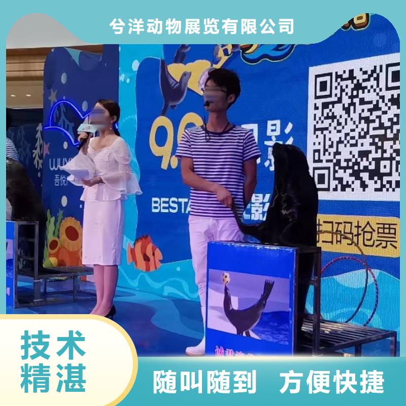 海洋主題動(dòng)物表演【美人魚表演】解決方案