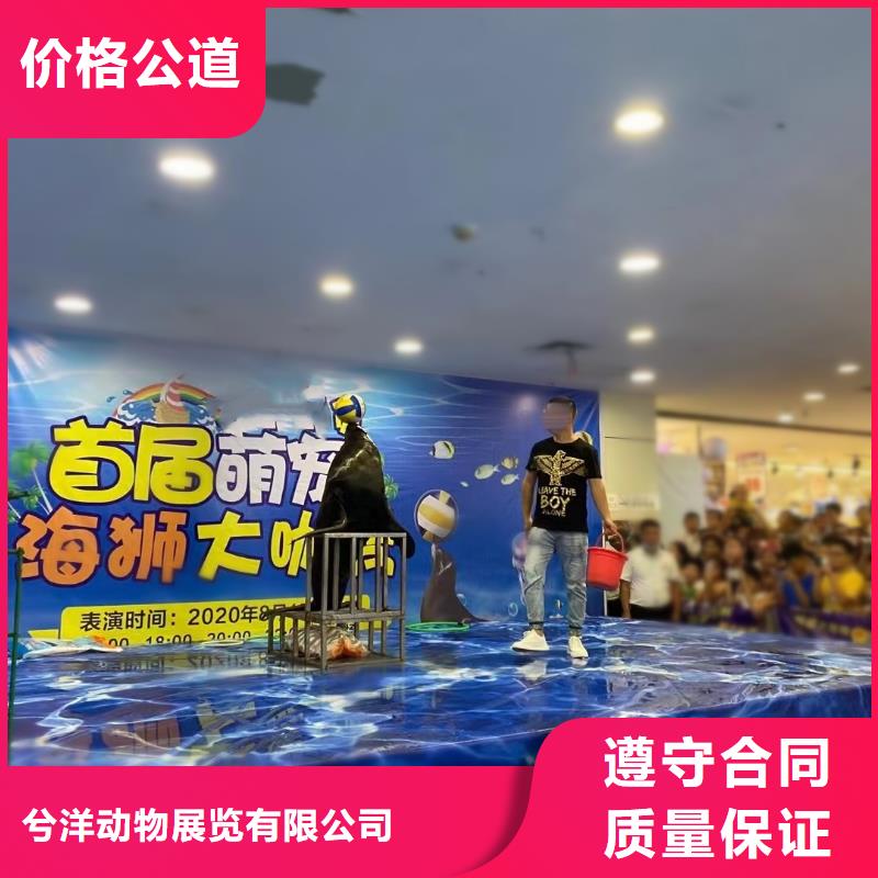 【海洋主题动物表演海狮表演出租诚信经营】