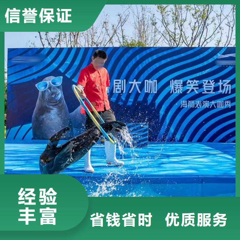海洋主题动物表演海狮表演出租解决方案
