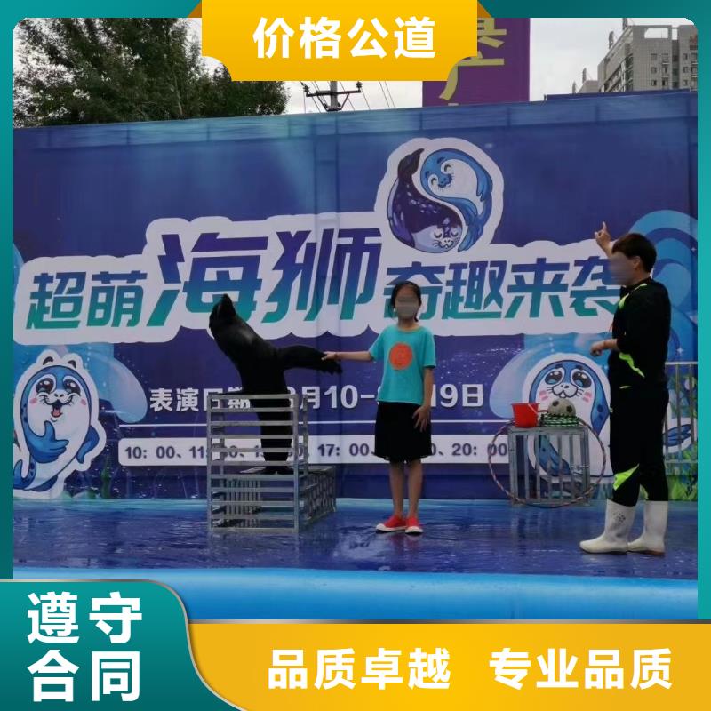 海洋主題動物表演海獅表演出租解決方案