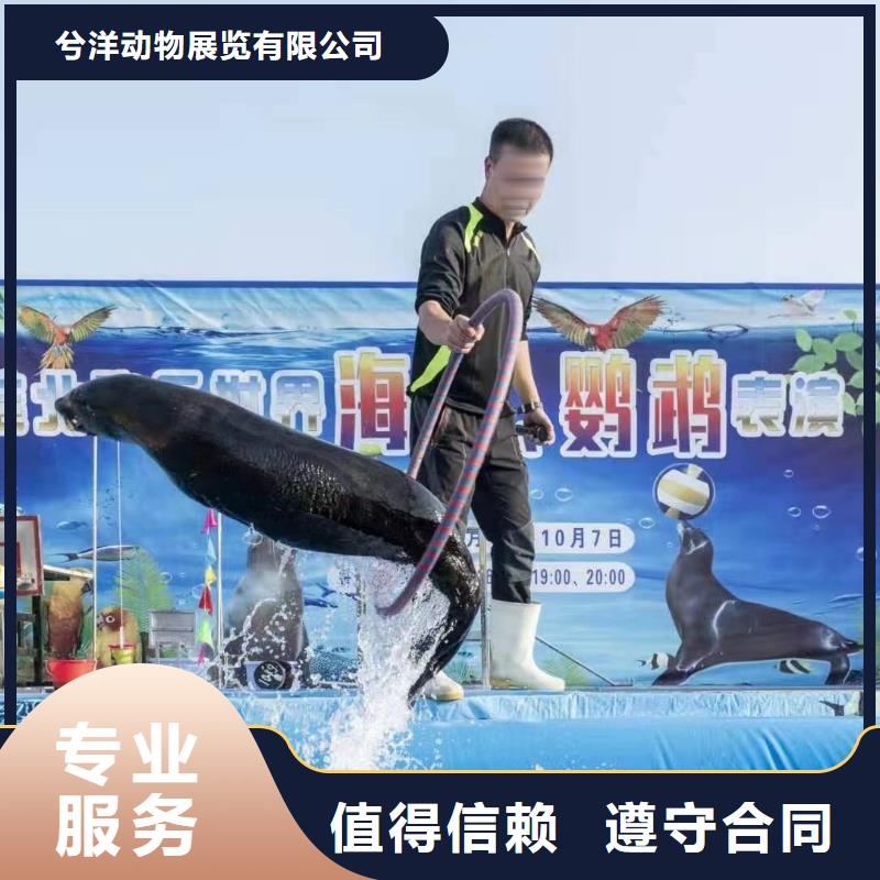 海洋主題動物表演雜技表演租賃服務(wù)先進(jìn)的技術(shù)