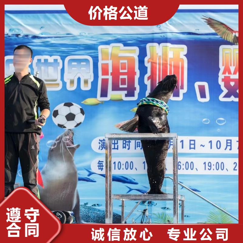 海洋主題動物表演-馬戲團表演快速