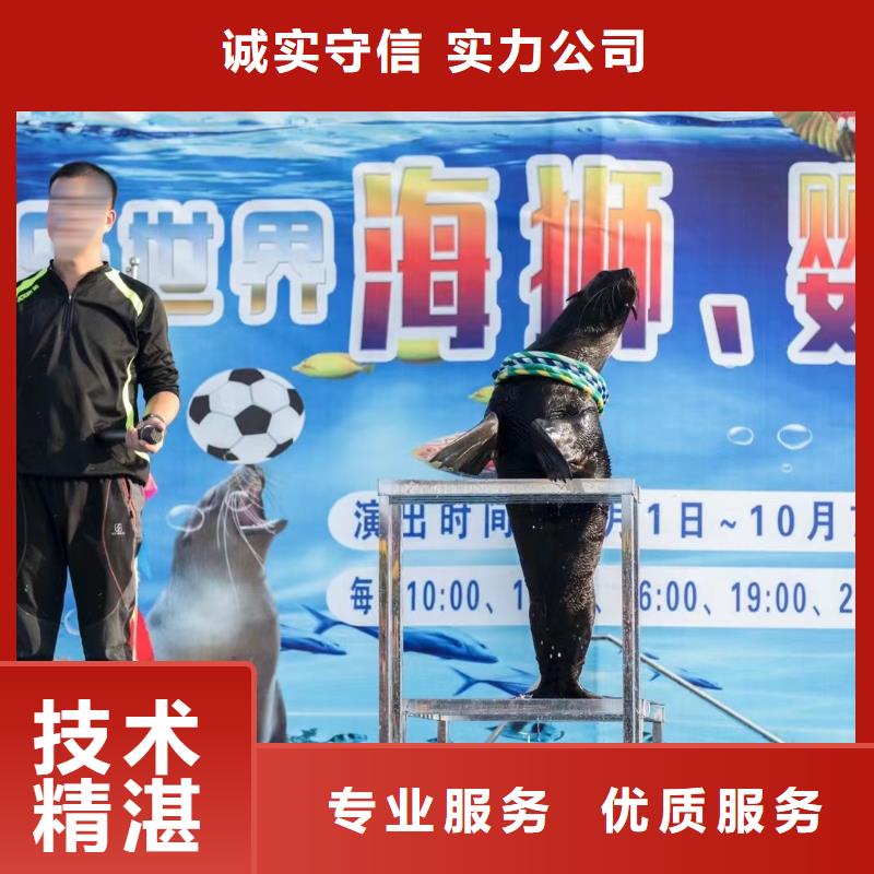 海洋主题动物表演 【海狮杂技表演】放心