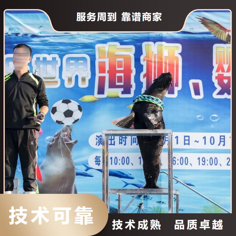 海洋主题动物表演 马戏团表演实力商家