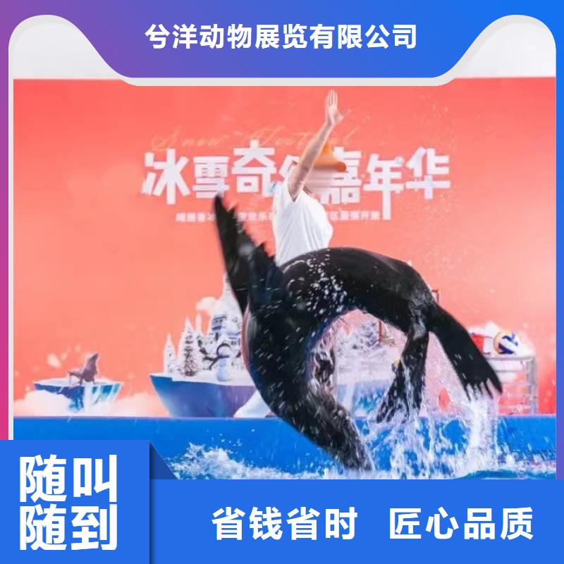 海洋主题动物表演出租表演鹦鹉从业经验丰富
