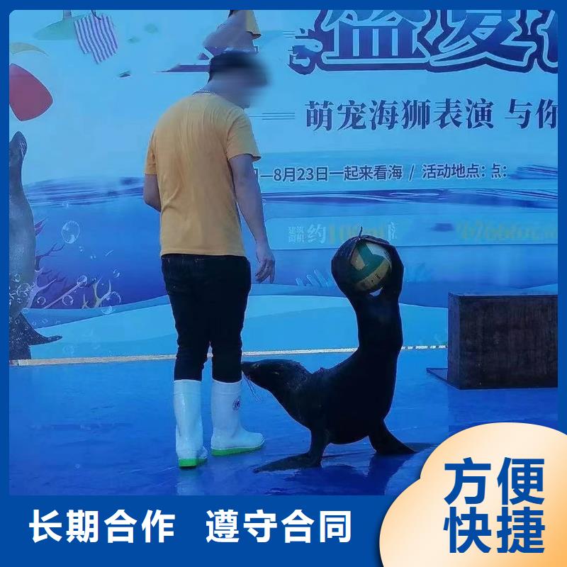 海洋主題動物表演,出租表演海獅價格美麗