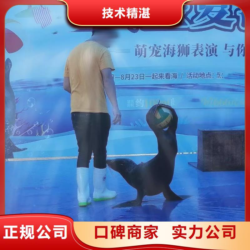 海洋主題動物表演-馬戲團表演出租放心之選