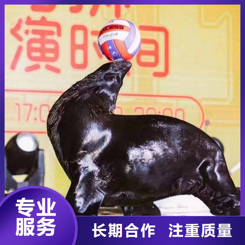 海洋主題動物表演-馬戲團表演出租放心之選