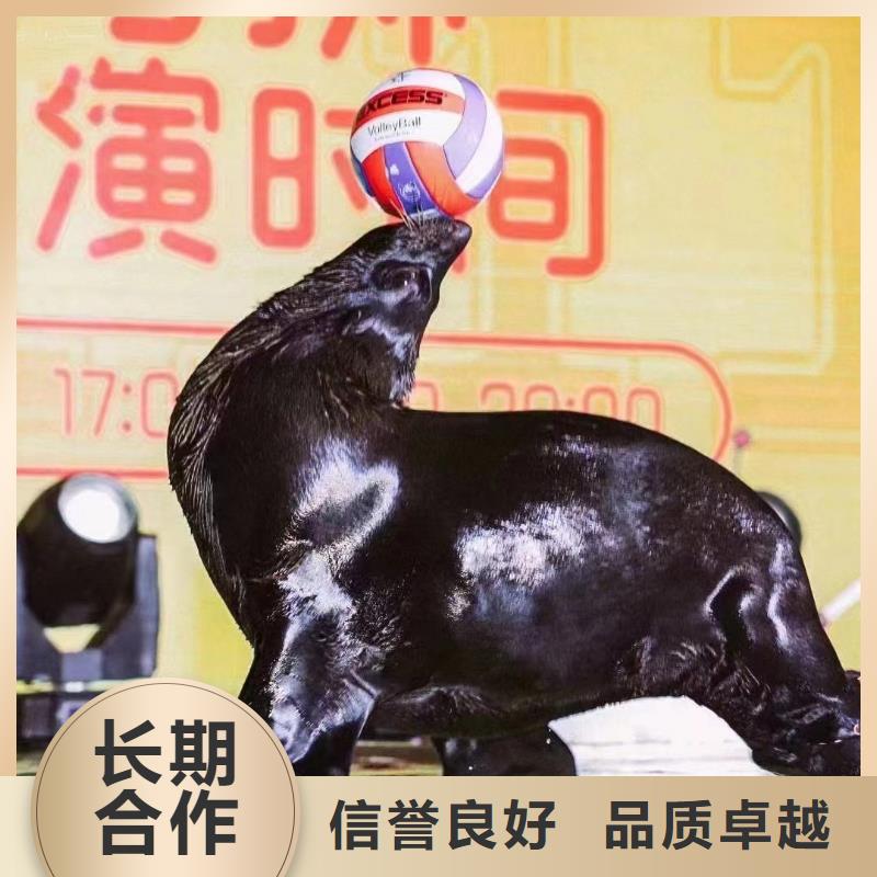 海洋主題動物表演雜技表演租賃服務(wù)先進(jìn)的技術(shù)