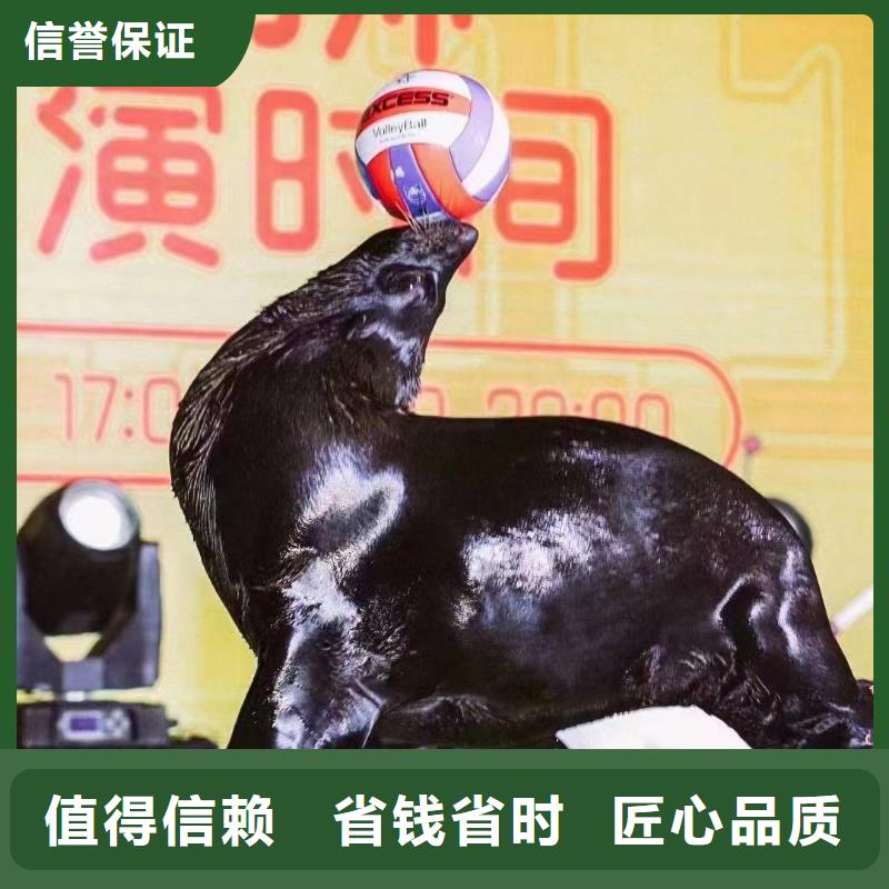 海洋主題動物表演,出租表演海獅價格美麗
