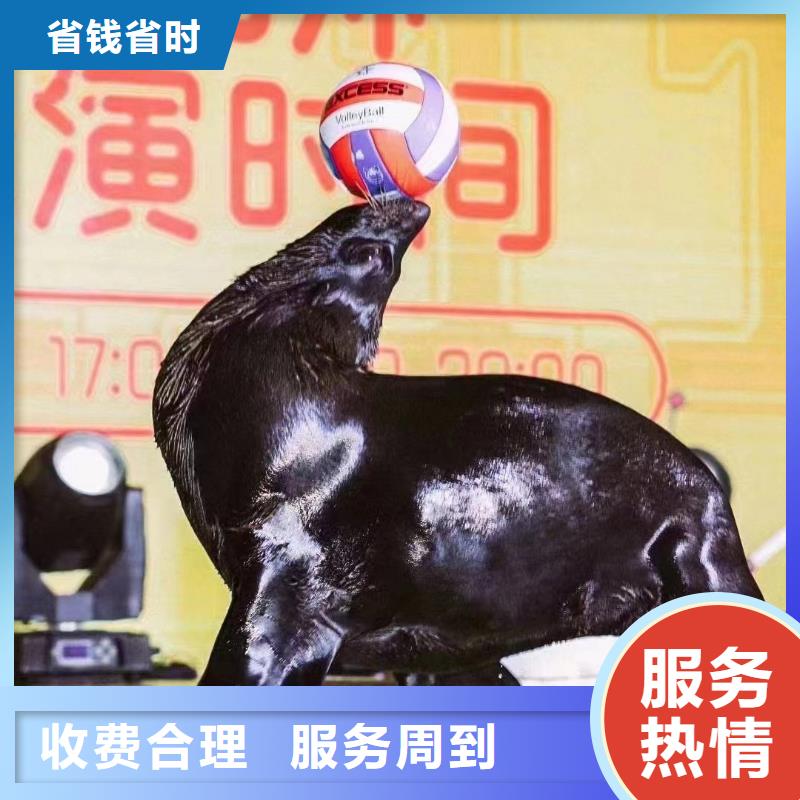 海洋主題動物表演海獅表演租賃實力公司