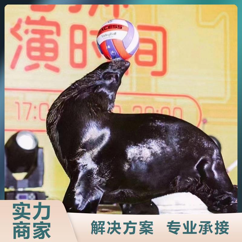 【海洋主題動(dòng)物表演】海洋展租賃實(shí)力強(qiáng)有保證