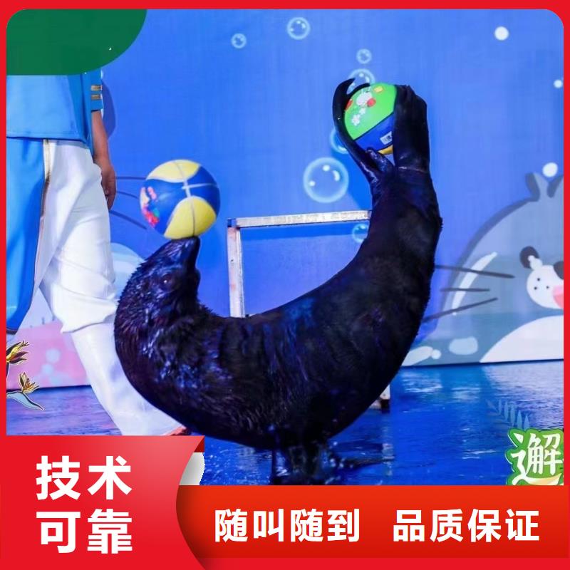 海洋主題動物表演海獅表演租賃實力公司