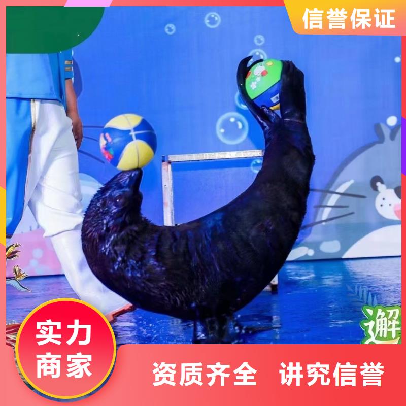海洋主題動物表演,出租表演海獅價格美麗