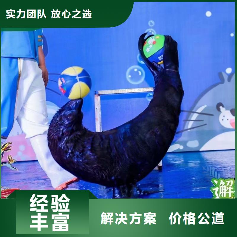 海洋主題動物表演雜技表演租賃服務(wù)先進(jìn)的技術(shù)