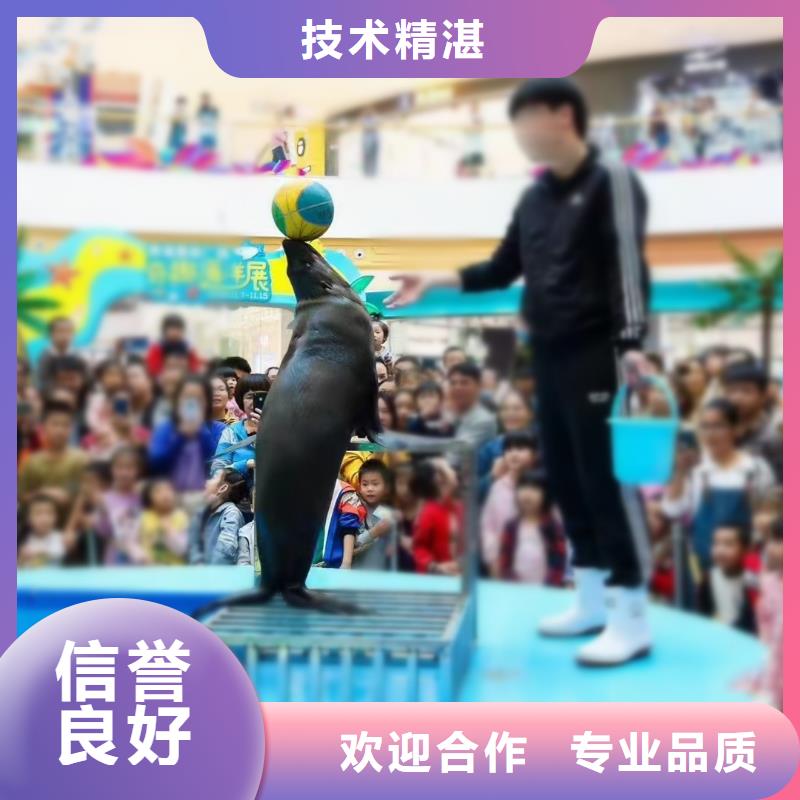 海洋主題動物表演海獅表演租賃實力公司