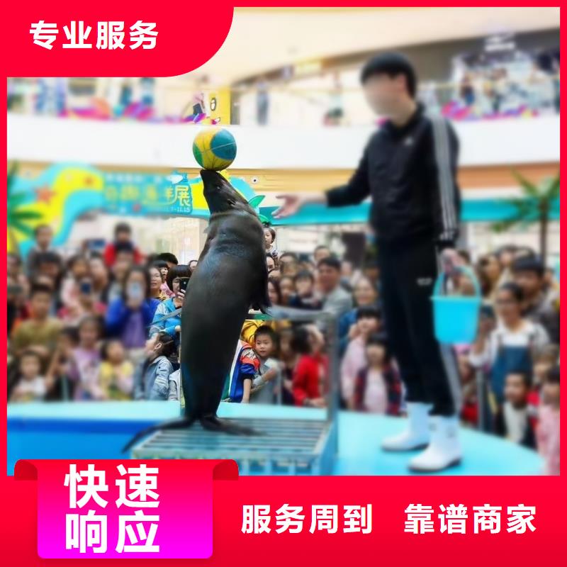 海洋主題動物表演海獅表演租賃實力公司