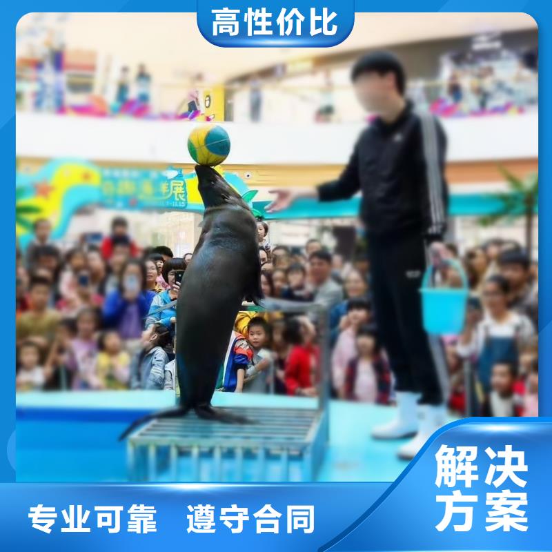 海洋主題動物表演,出租表演海獅價格美麗