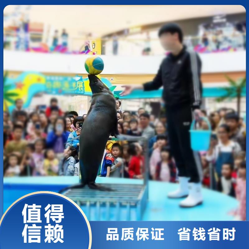 海洋主題動(dòng)物表演海獅表演租賃實(shí)力公司