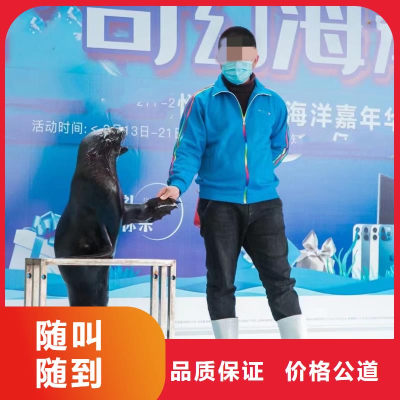 海洋主題動物表演海獅表演租賃實力公司