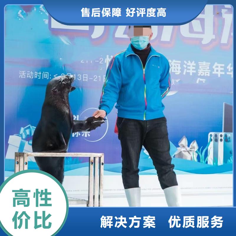 海洋主題動物表演,出租表演海獅價格美麗