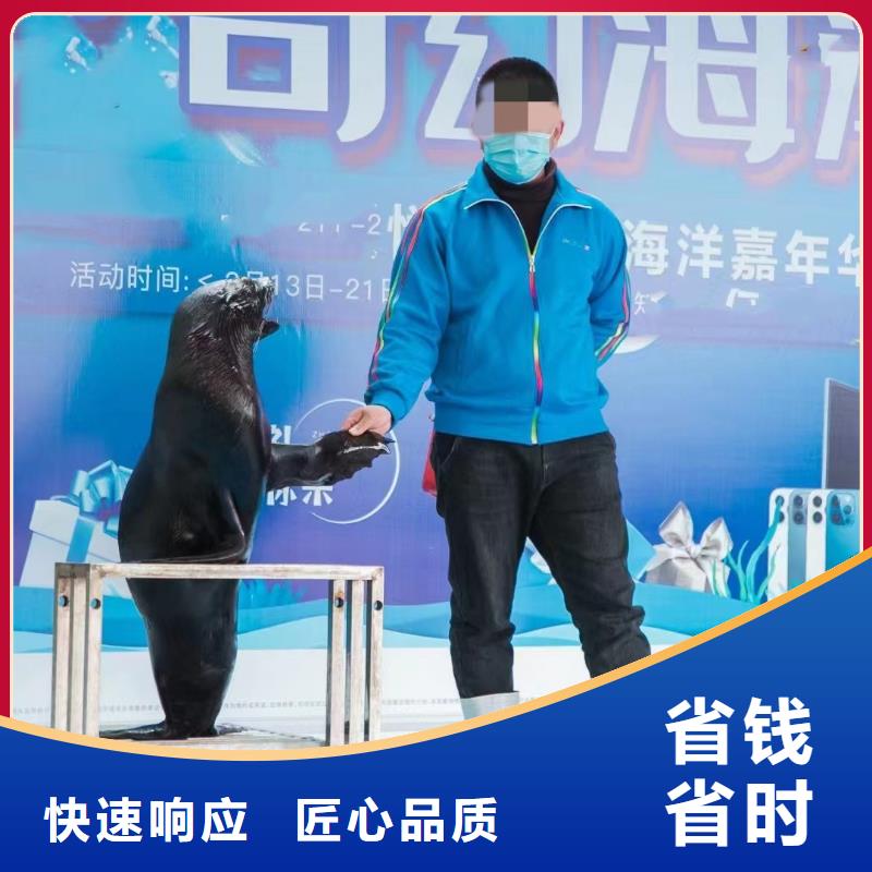 海洋主題動(dòng)物表演海獅表演租賃實(shí)力公司
