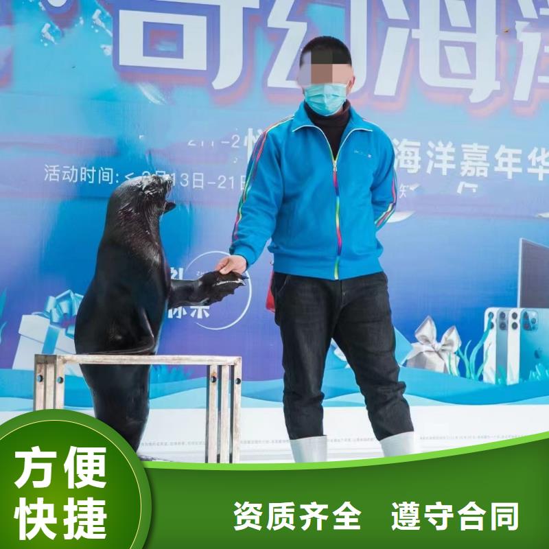 海洋主題動物表演羊駝出租放心之選