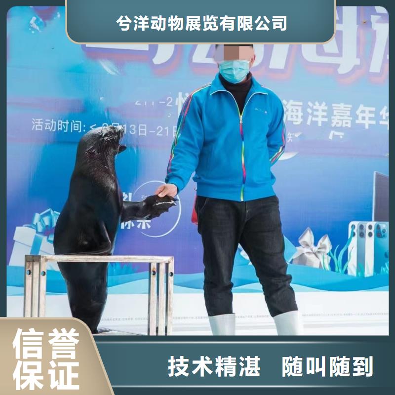 海洋主題動物表演鸚鵡表演齊全
