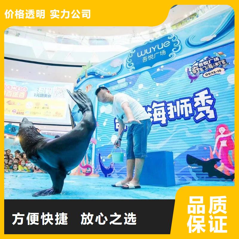 海洋主題動(dòng)物表演海獅表演租賃實(shí)力公司